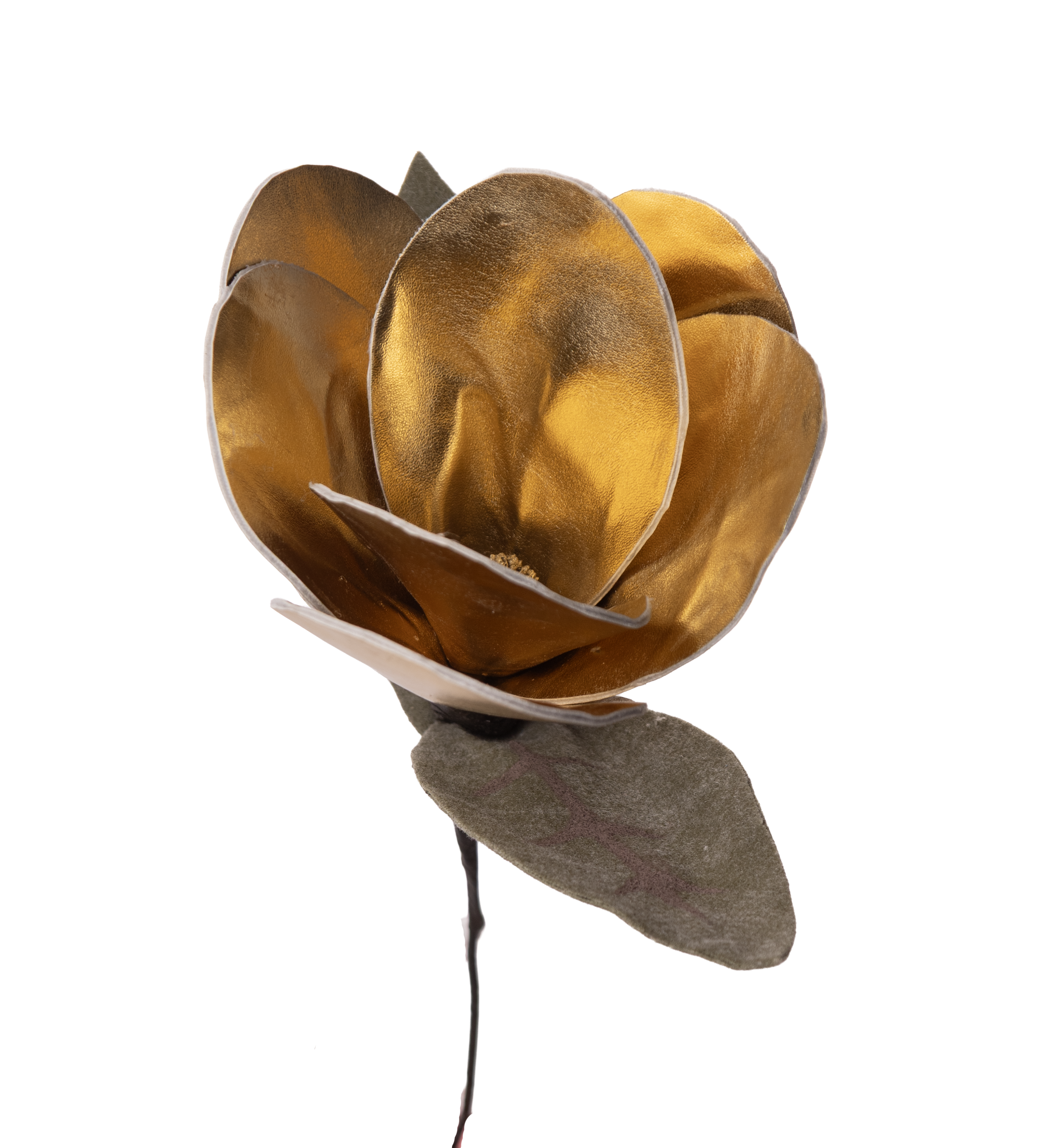 Magnolia
